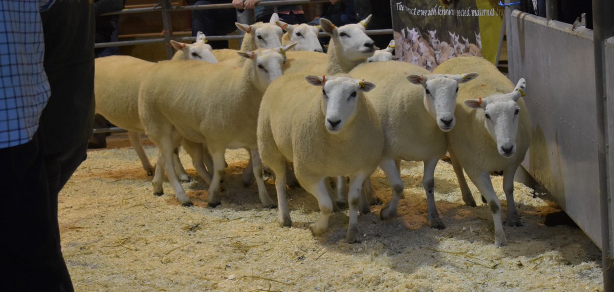 lleynsheep's tweet photo. The report and photos from the Ross on Wye Sale are now online. https://t.co/Eb9ZhSa2Tq @natsheep @Sheep_365 @NFUtweets @FarmersGuardian @FarmersWeekly #successfulsale #goodaverages #topprices #qualitysheep #sheepfarmer #sheepforsell #sheepwanted https://t.co/B2nGWORfP7