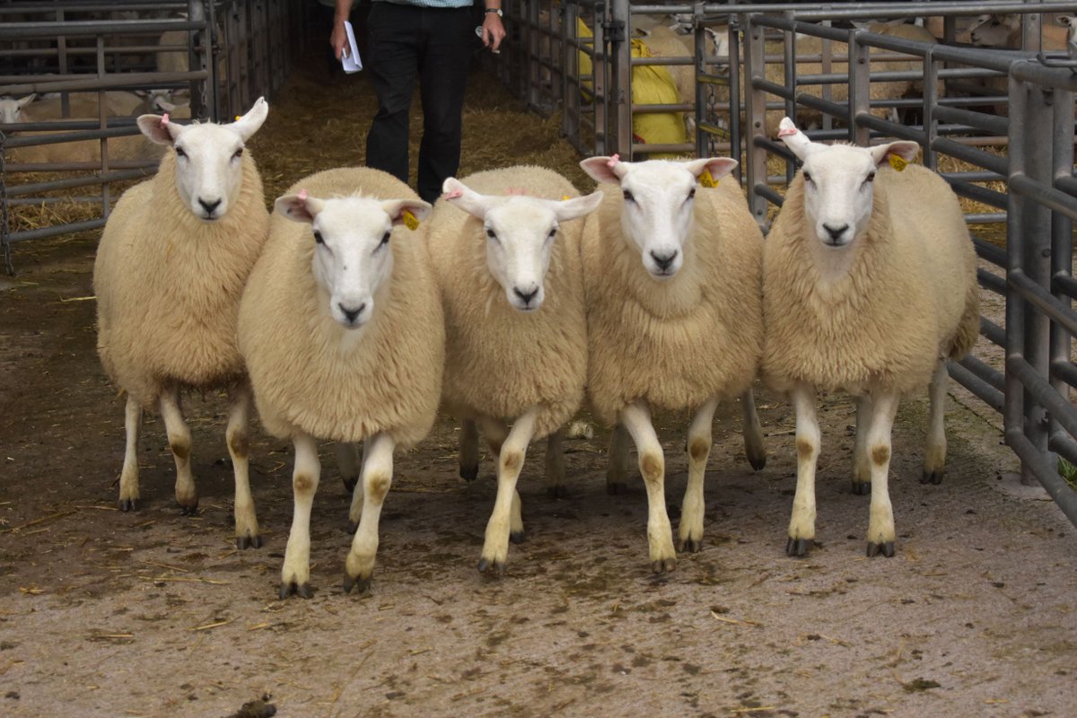 lleynsheep's tweet photo. The report and photos from the Ross on Wye Sale are now online. https://t.co/Eb9ZhSa2Tq @natsheep @Sheep_365 @NFUtweets @FarmersGuardian @FarmersWeekly #successfulsale #goodaverages #topprices #qualitysheep #sheepfarmer #sheepforsell #sheepwanted https://t.co/B2nGWORfP7