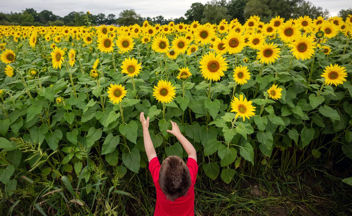 pictureboston's tweet photo. Our son Leo loved the sunflowers at #ColbyFarm in Newbury, Mass., today. https://t.co/tF1B1knlbo