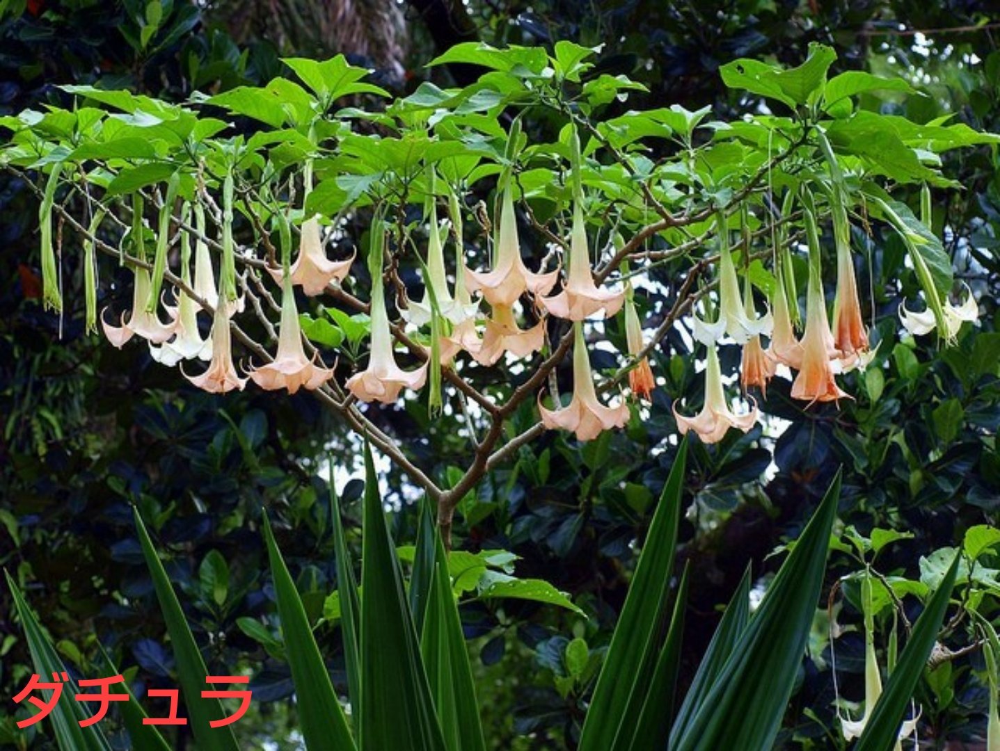 じん 今日のピックアップ ダチュラ 花名の由来 ダチュラ の名はチョウセンアサガオ 属の学名 Datura ですが 園芸上 ダチュラ と呼ぶ場合 一般に近縁種のキダチチョウセンアサガオ属を指します 花好きな人と繋がりたい 誕生花 T Co