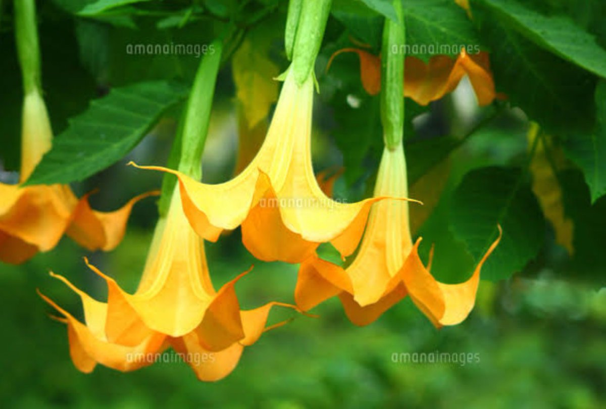 じん 今日のピックアップ ダチュラ 花名の由来 ダチュラ の名はチョウセンアサガオ属の学名 Datura ですが 園芸上 ダチュラ と呼ぶ場合 一般に近縁種のキダチチョウセンアサガオ属を指します 花好きな人と繋がりたい 誕生花