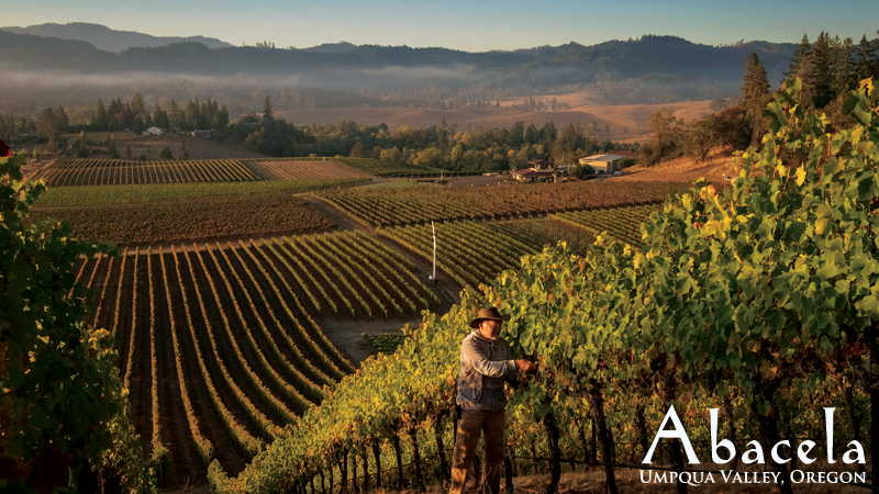Abacela's tweet photo. Harvest 2020 is nearly here! As the days get shorter, the temps cool down at night and the grapes develop the last bits of complexity. 
#UVwine #oregonwine #winemaking #grapeharvest #vintage2020 #harvest2020 #uncorkumpqua https://t.co/sDCuILtpq5