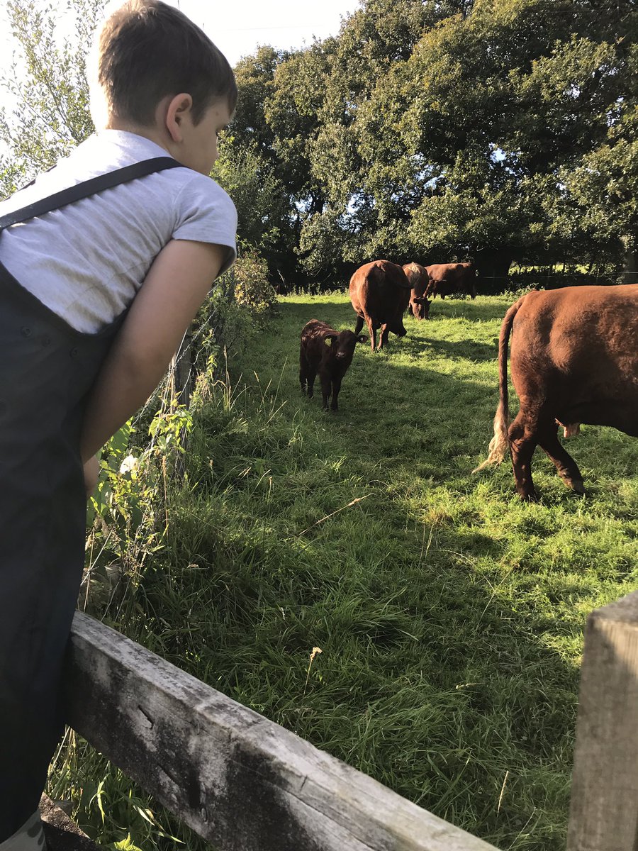 beckyfergy81's tweet photo. @LittleComfortFm another fab stay at the farm. Great to be back amongst the beauty. Can’t wait for next year! https://t.co/bdrv9WjuOK