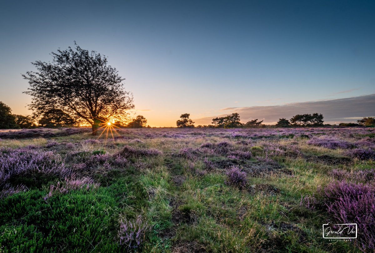 Kleurrijke Heide in #Drouwenerzand #Drenthe #natuurfotografie
