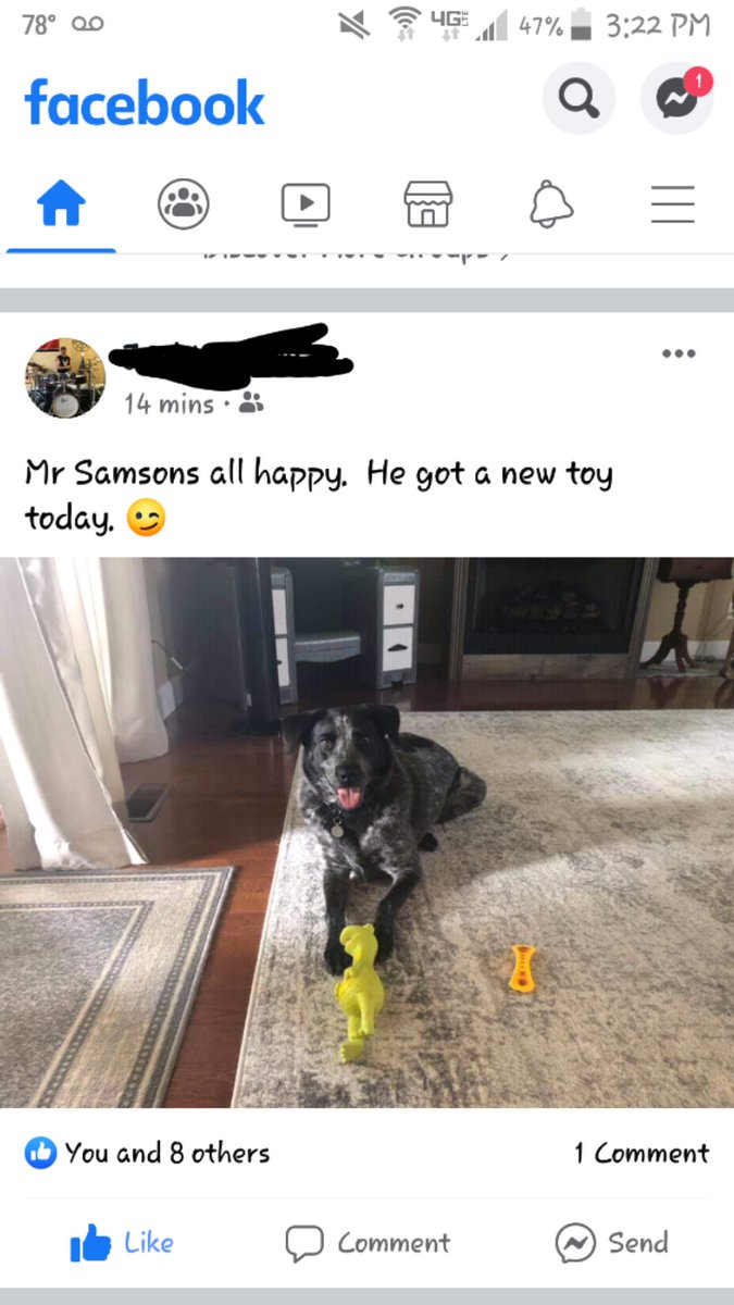 Alec_M_Currier's tweet photo. Looks like my buddy's dog is fixing to chew the head right off that frog! 😂 #Q #SCOTUS #PepeSucks #ChewToy #FrogBog https://t.co/uxrYCOUtAj