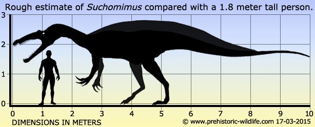 Le Suchomimus est un dinosaure de l'ordre des Spinosauridæ ayant vécu au Crétacé Inférieur dans ce qui est maintenant l'Afrique du NordD