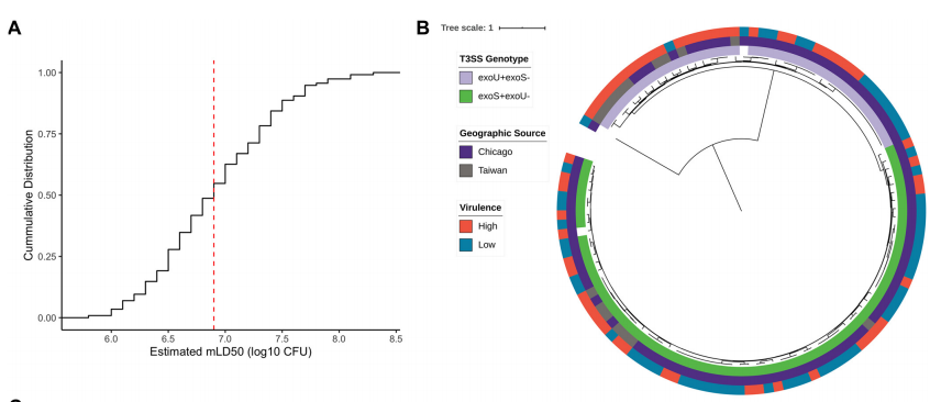 Scientists used machine learning to predict the virulence level of P. aeruginosa isolates in a mouse bacteremia model based on genomic content and show that both the accessory and core genomes are predictive of virulence. <a href="/mBioJournal/">mBio</a> skyw.io/c8ZJNI
