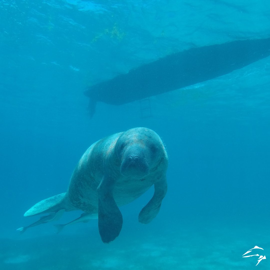 The_Marine_Ed's tweet photo. Do you boat in waters where manatees are commonly found? If so, watch this video to learn how to safely boat in the presence of manatees, as boating collisions are a major threat to the animals. Let us know what you'll do to protect manatees while boating!
https://t.co/KjSvrjvyTw https://t.co/7Y2qR3IN51