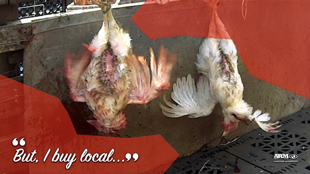 ARMInvestigatio's tweet photo. Legal farms and slaughterhouses have been caught time and time again abusing, neglecting, and exploiting animals. What do you think happens at illegal farms and slaughterhouses?
#arminvestigations #animalrecoverymission #animalcruelty #ARM #fieldwork #chickens #locafarms https://t.co/tqDwrRL4l3
