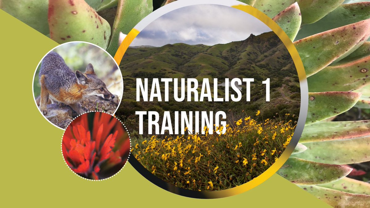 Have you joined us for online Naturalist 1 training? Expand your knowledge of Catalina Island! 

Register at bit.ly/CICnaturalist