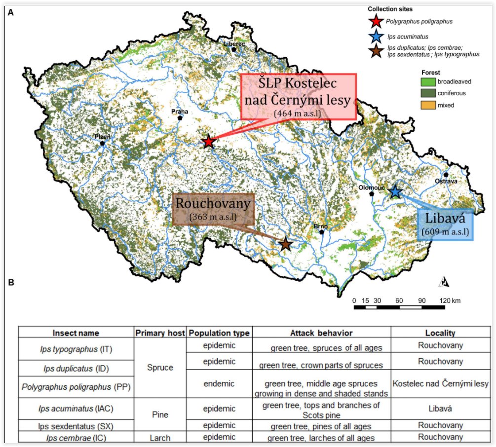 RModlinger's tweet photo. NEW ARTICLE in @FrontMicrobiol - Core Mycobiome and Their Ecological Relevance in the Gut of Five Ips Bark Beetles (Coleoptera: Curculionidae: Scolytinae) #Microbiology #barkbeetle https://t.co/6DjzxKU8zW https://t.co/LINR9d9JIx