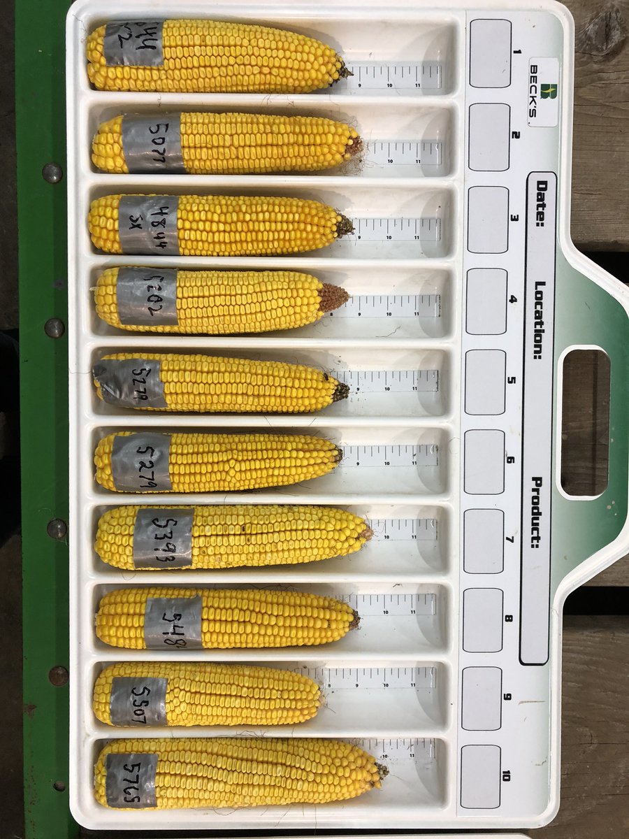 sorensenseedllc's tweet photo. WOW!
Thank you to everyone who came out for great food and fellowship. We enjoyed talking farming and sharing the excitement for harvest.
#beckshybrids #corn #beans #fieldshow #sorensenseed https://t.co/mCxrVt0KSC