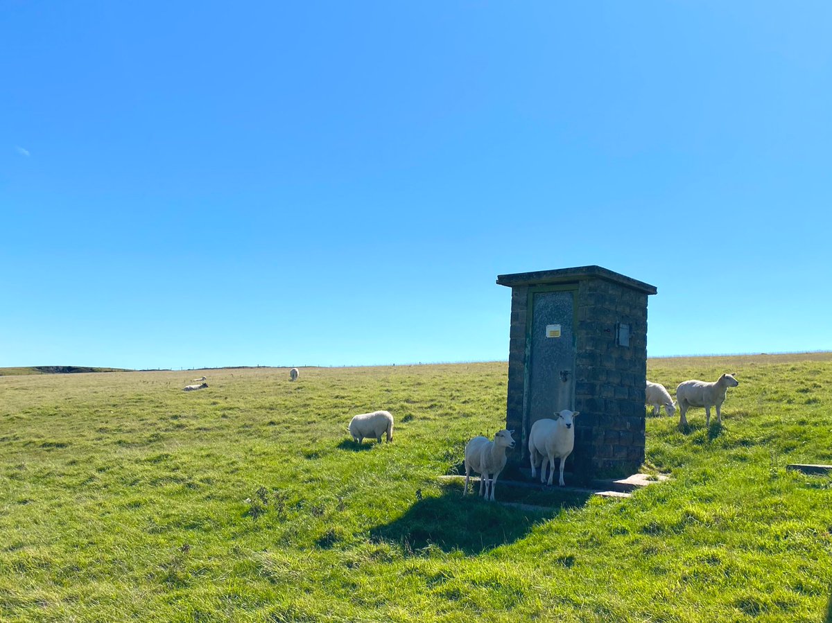 Sheep queuing for the loo.  #staycation  #uk  #Pembrokeshire  #wales  