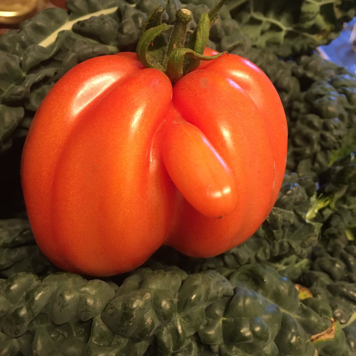 thechillishop's tweet photo. Got this in my weekly veg box from @bwhiteleyfarm Lowtown Pudsey... probably needs a caption. Did make me giggle, any suggestions?
#rudefood #phalic #veg #pepper #humour #caption #pudsey #shoplocal @ukindieday https://t.co/h0fuPNR2OI