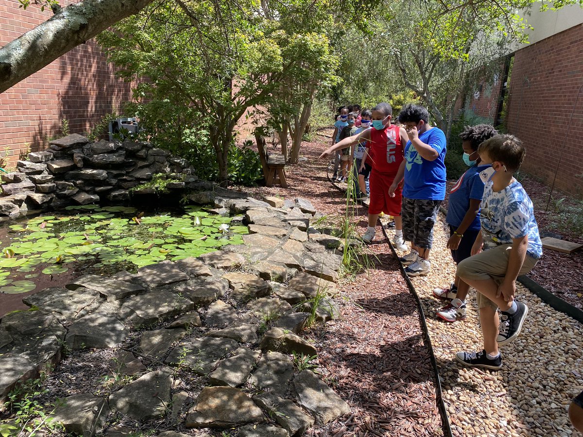 lanes_learners's tweet photo. “How could such a gorgeous flower grow in a random pond?!” Sometimes the best science lessons are the spontaneous ones. @rjburches https://t.co/Nw6BIDPkyW