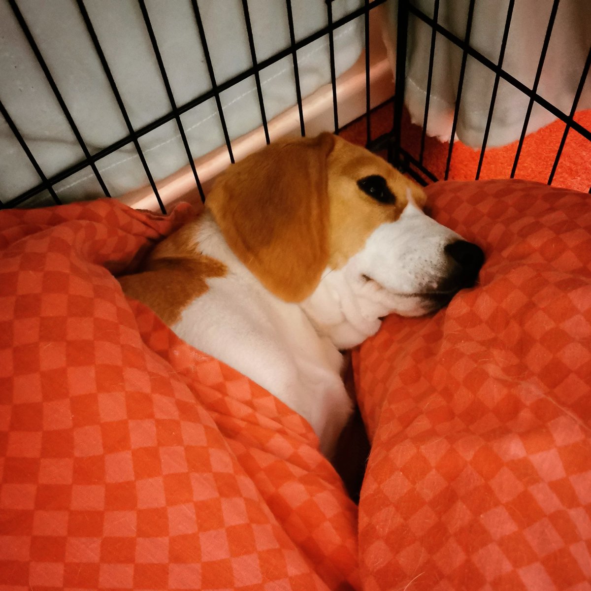 RioOfGlasgow's tweet photo. It's sleepy time
#beagle #beaglepuppy #beaglesofglasgow #houndsofglasgow #hounddog #dogsofglasgow #RescueDog #snoozles #familypack #monsterpups #LockdownPups #sleepy #sleepypuppy #nighttime https://t.co/eFzEVT9Mh2