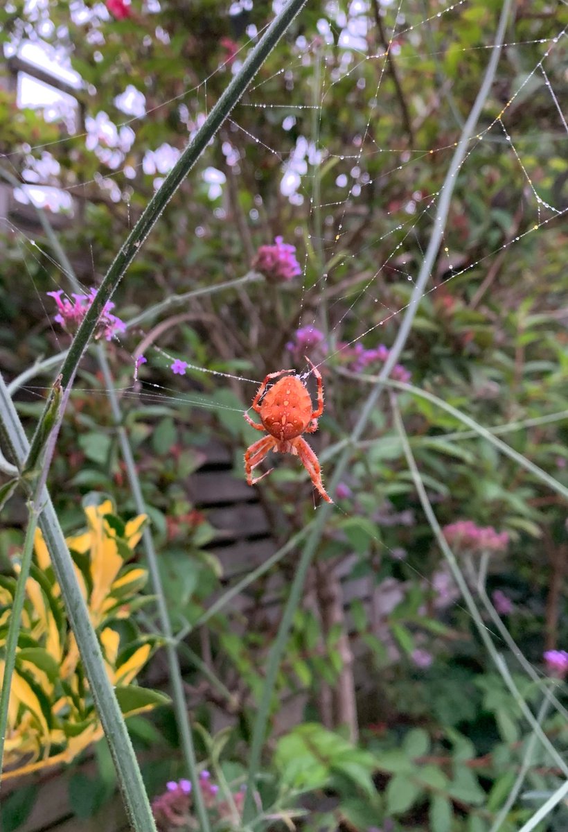 Please can you tell me if this is a Garden spider - It was so red? Tx ..Can't unsee the face on it's abdomen now @BritishSpiders