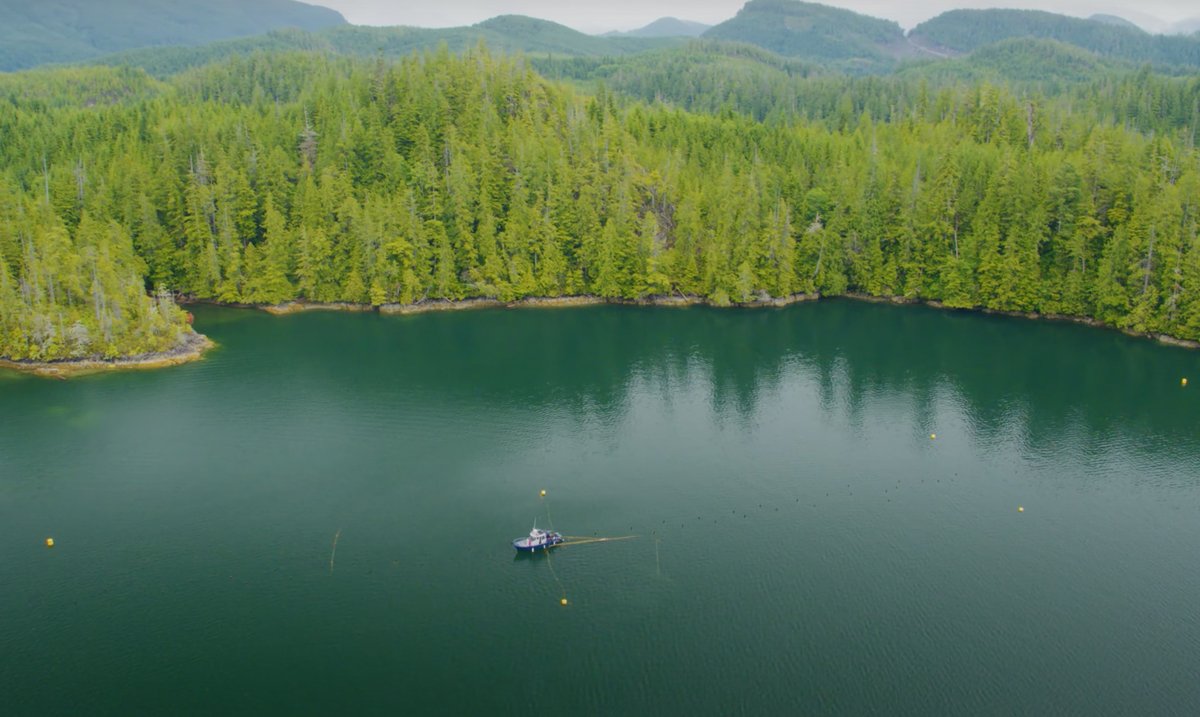 CascadiaSeaweed's tweet photo. "By simply cultivating #seaweed in the #ocean, we can help solve some of the biggest challenges humanity is facing today; #ClimateChange, #economicinstability and #foodsecurity." 

Learn more👉 https://t.co/FsRopo5kob

#thefutureoffood #plantbased #nutritiousanddelicious https://t.co/IqTLLoapaV