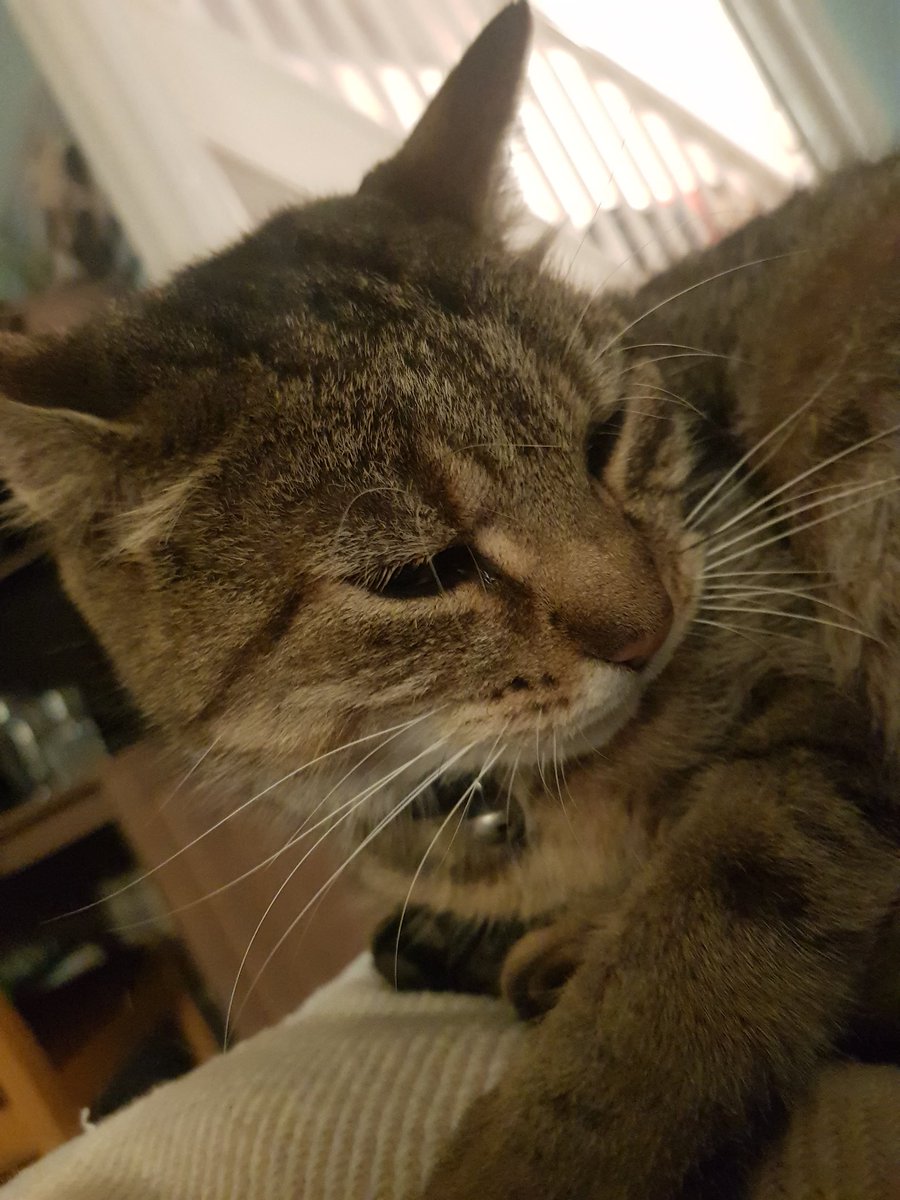 mjfailes's tweet photo. @kennyhiggs 13 years ago I got given her after cutting some tress down for a customer https://t.co/DXjV6lkSO6