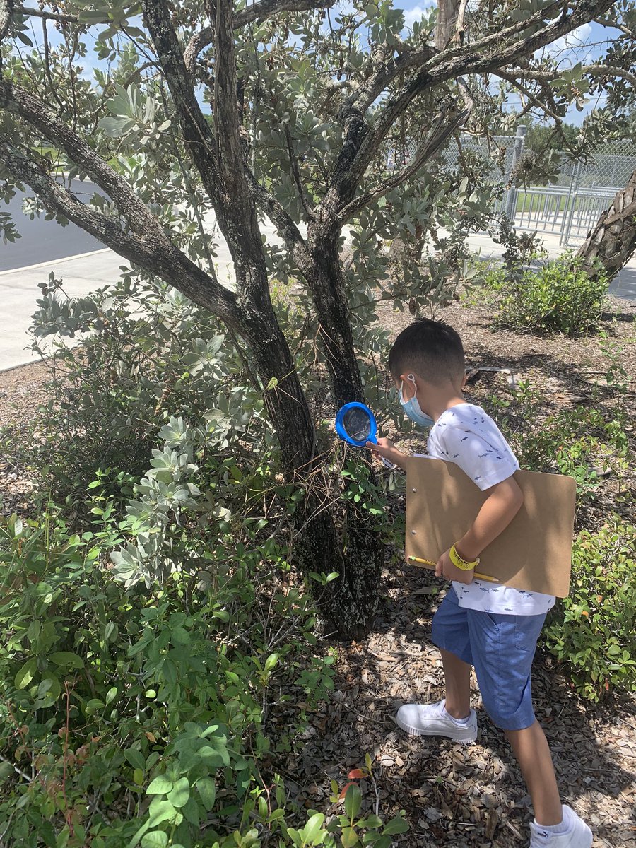 Mr.Burns’ Magical Mouseketeers are using their senses and their own magnifying glasses to take a nature walk and make observations! <a href="/VMEPatriots/">Veterans Memorial Elementary</a> <a href="/collierschools/">Collier County Public Schools</a> <a href="/MickeyzMagic/">Carole Burns</a> <a href="/VMEKinderKids/">💙🇺🇸❤️VME Kinder Kids❤️🇺🇸💙</a>