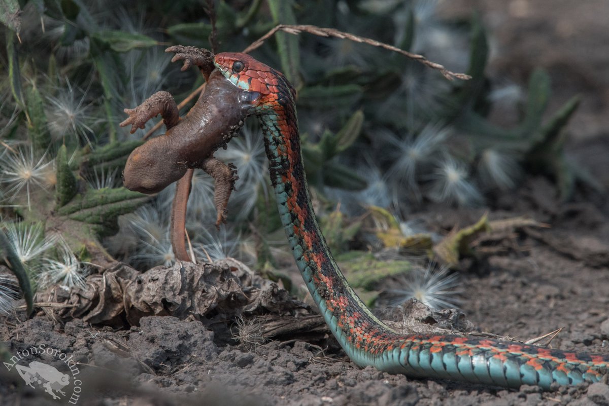 CA red sided garter snake (Thamnophis sirtalis infernalis) with its toxic newt (Taricha) prey. Classic example of an evolutionary arms race. The newts are toxic, the garter snakes are resistant, so the newts become more toxic, garter snakes become more resistant, etc.. (1/n)