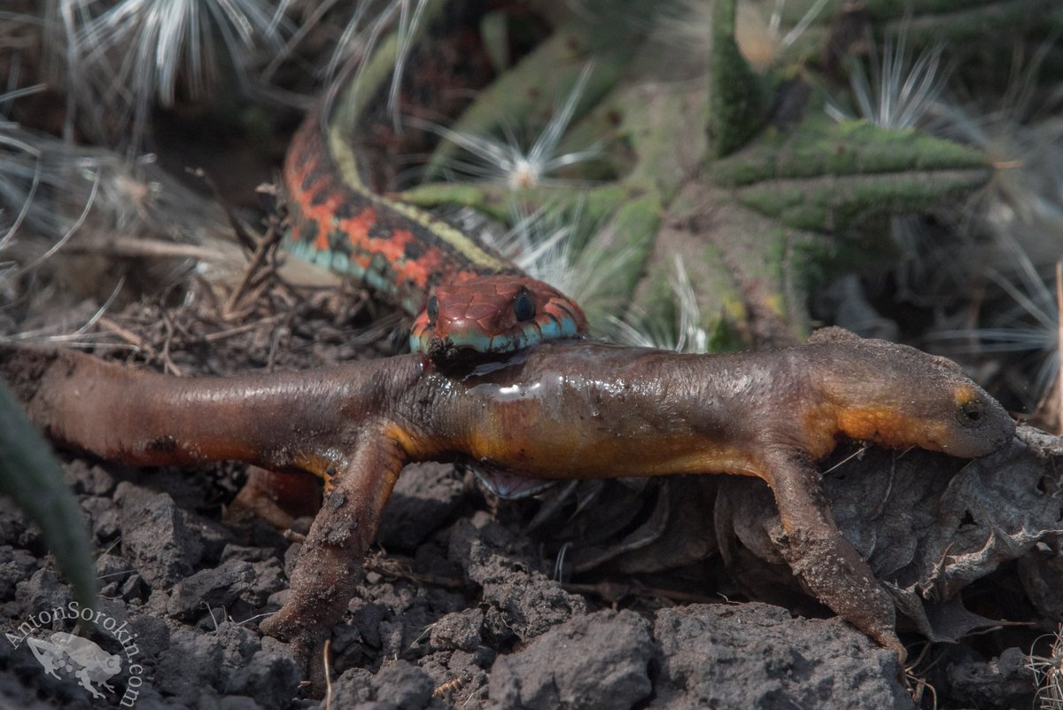 This continues until the newts are so toxic that nothing can possibly eat them.... except the resistant garter snakes! I'd wanted to photograph this interaction for some time, and got lucky on a recent visit to Marin co., CA (2/n)