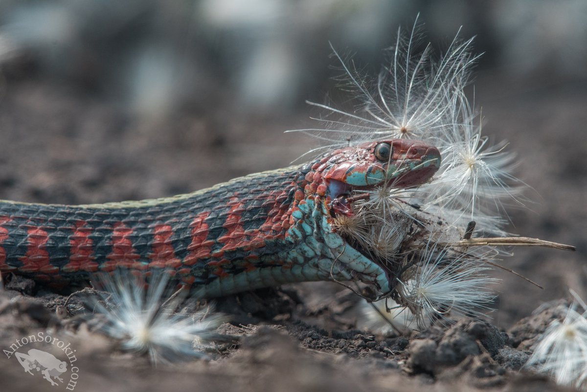 The garter snakes that eat newts do so at a cost though. Populations of tetrodotoxin resistant garter snakes are slower moving than non resistant populations. & when they do eat a newt they get intoxicated and may be lethargic for hours after (3/n)