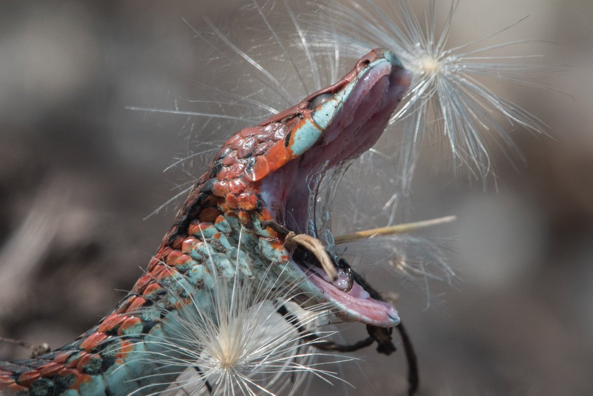 The newt tetrodotoxin induced lethargy may explain why this snake stuck around for as long as it did. Just kind of yawning and attempting to clear its mouth of the thistle seeds it had gathered while eating the newt. (5/n)