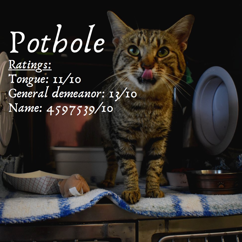 CAREJeffCounty1's tweet photo. Cat of the Day 

Pothole - I'm done. I give up. An actual Cat's name is pothole. Whoever is responsible for this deserves to be given a blank check for next years salary. Doesn't get better than this. https://t.co/MQ6ANBgnBM