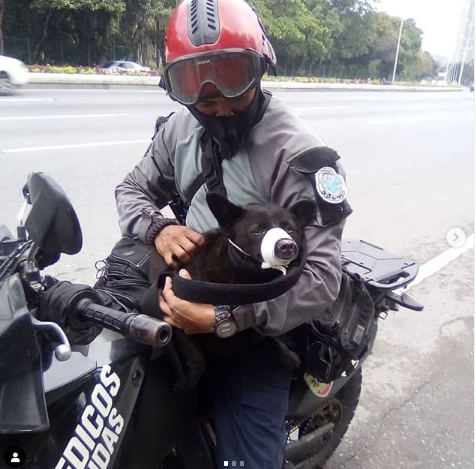 PerroUsuario's tweet photo. Siii ¡¡Qué buena noticia!! 🙏👏👏🎉🎉 RT @mcastellanosi: Excelentes noticias, ya apareció Humbolth, Ángeles de la Autopista, lo rescataron a la altura de Plaza Venezuela, ya se encuentra en su hogar, Gracias a todos por su ayuda https://t.co/UIcjCSvSkl