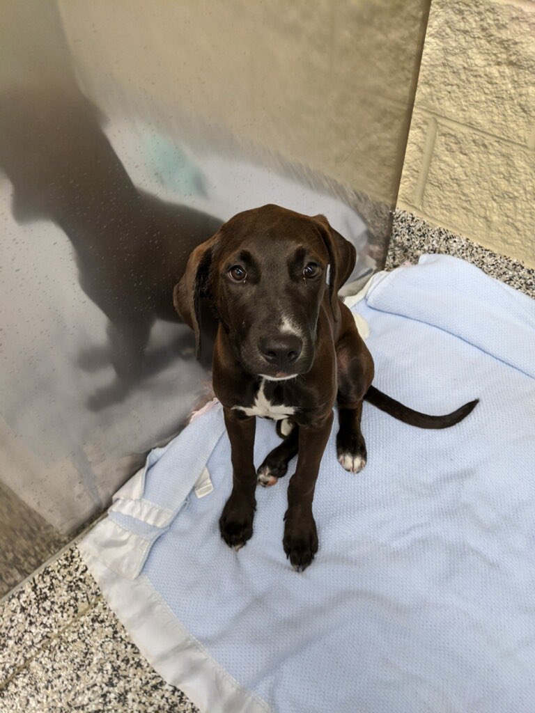 CHS_PetsJackson's tweet photo. Anyone recognize this face? Those adorable floppy ears? Or perhaps the dazzling brown eyes??. If this dog is your beloved pet, come on in! Owner must provide proof of ownership to claim. https://t.co/DtxLkU2vM7