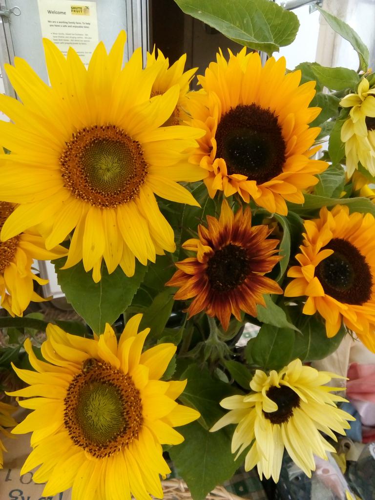 Beautiful sunflowers. We defy you not to smile