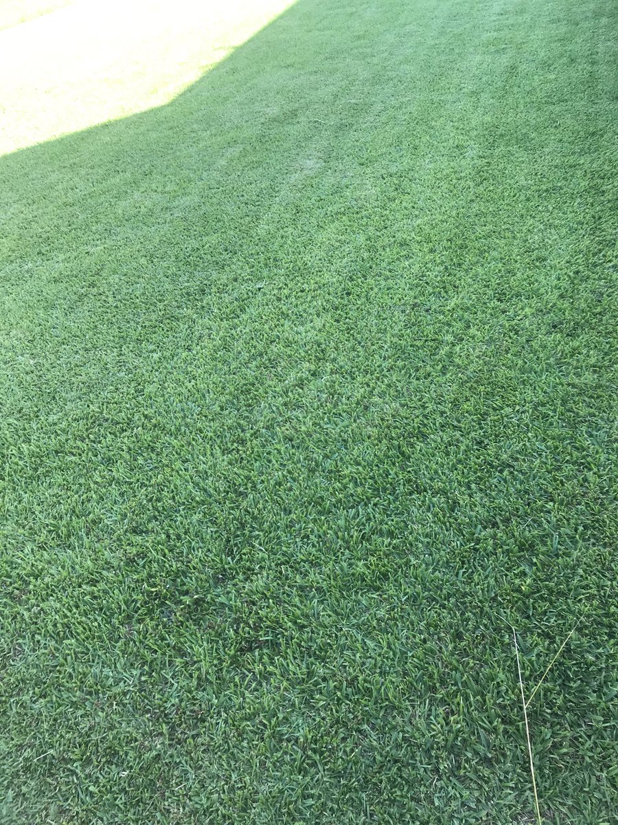 Tarheelwilliams's tweet photo. Dear students this is the sacred soil @FWBHSCoachRyan would have you desecrate. Freud would have a ball with his envy issues. #YardofTheYear https://t.co/8S4OPEoScu