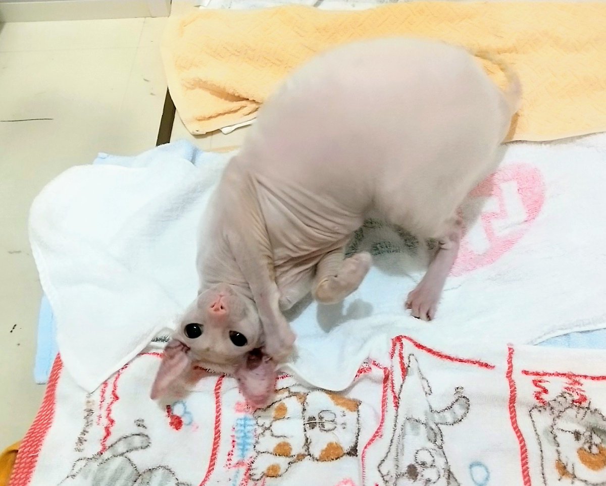 REX_BOX's tweet photo. 避妊去勢後、初シャンプーの３猫🐱
術後20日たち、すっかり回復しました。

コーニッシュには、自動タオルドライ機能が備わっている子がいます。
タオルを敷いて、「上手上手！」と煽てると、勝手にコロコロしてくれます。

セルカークの藤田くんはオーナー様募集中です🥰
ホームページをご覧ください https://t.co/pnMwa3zt48