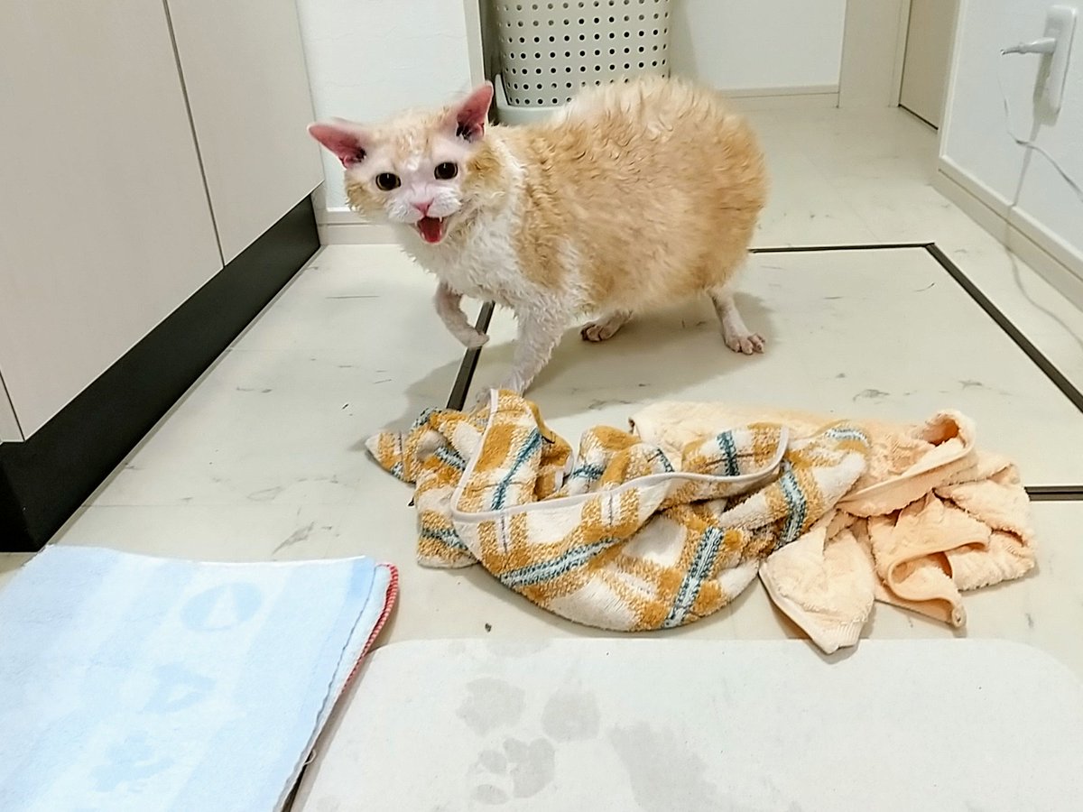 REX_BOX's tweet photo. 避妊去勢後、初シャンプーの３猫🐱
術後20日たち、すっかり回復しました。

コーニッシュには、自動タオルドライ機能が備わっている子がいます。
タオルを敷いて、「上手上手！」と煽てると、勝手にコロコロしてくれます。

セルカークの藤田くんはオーナー様募集中です🥰
ホームページをご覧ください https://t.co/pnMwa3zt48