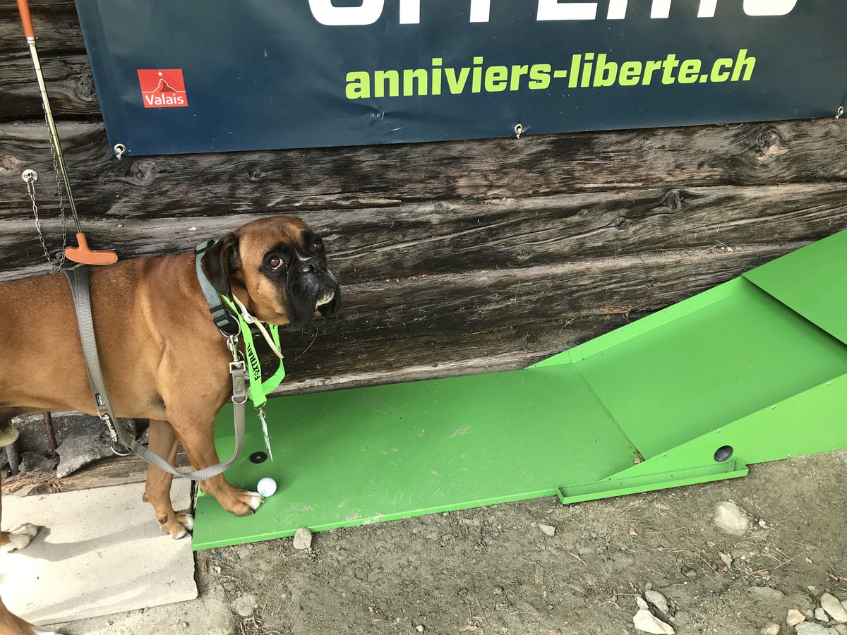 Morfusta's tweet photo. Ob ich das wohl kann? Neuer #foxtrail in #Zinal #Dahu ⁦@foxtrailschweiz⁩ https://t.co/nLeCGI3z1c