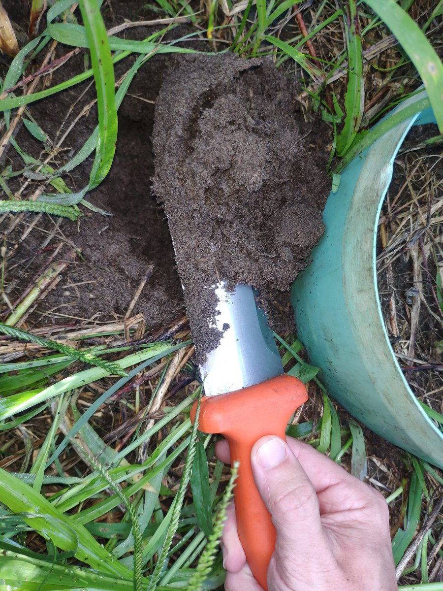 antonio_microUF's tweet photo. Great day in the field today for the last sampling from a year long experiment at our #citrus #covercrop trial! Teamwork! Can't wait to see the results! #greenhousegases #soilhealth #Strausslab https://t.co/6xK43gLg0p