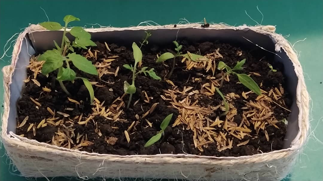 AlbaCeSandoval's tweet photo. #PracticandoAl100
#CompostandoAl100
Practicar los oficios de la huerta: sembrar, cuidad, hidratar para nuevos tomaticos cosechar.
🍅🌱♻️💚
#JuntosPodemos
#SoyEcoCiclo
#VamosAHacerloAl100 https://t.co/eOamWZm75v