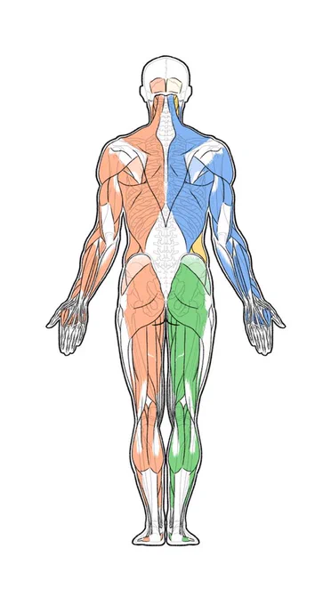 解剖学を学習する際に重要なのは、細部と全体を行き来するための中間の見方。これがないとバラバラな構造を統合しづらい。 