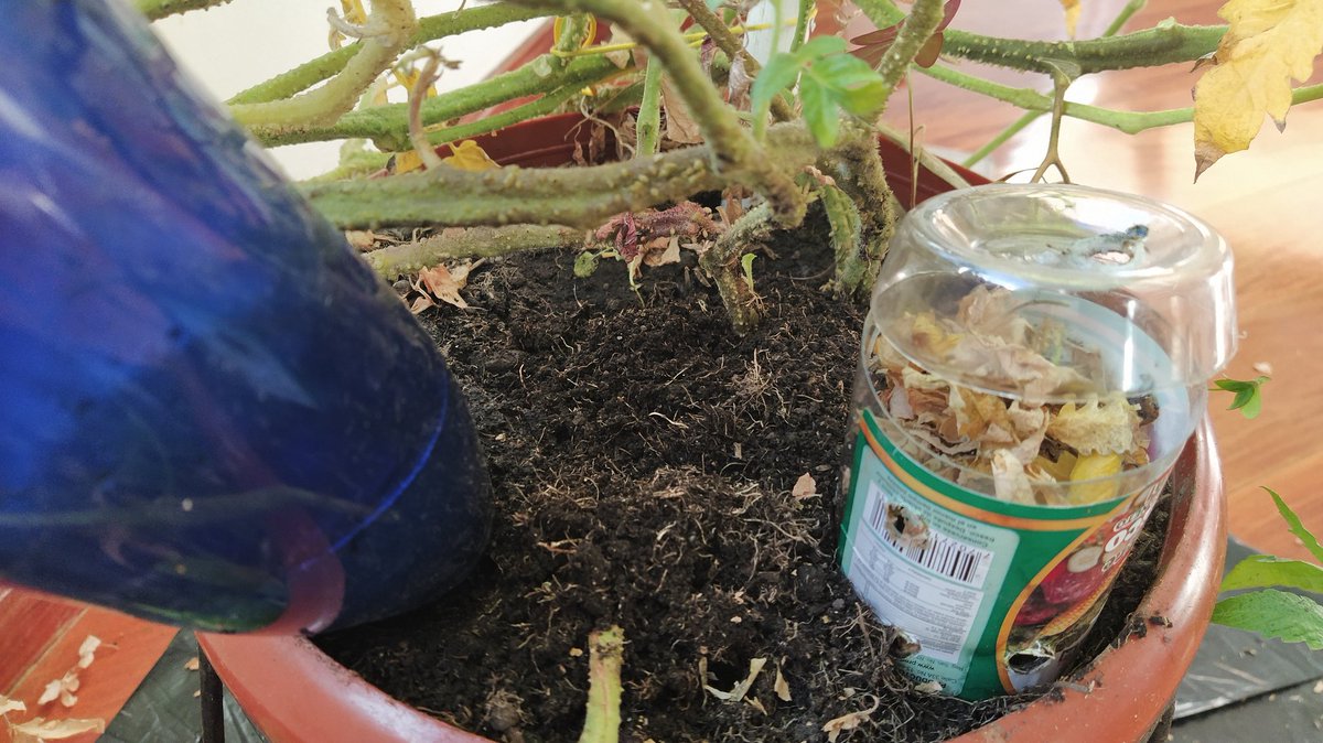 AlbaCeSandoval's tweet photo. #PracticandoAl100
#CompostandoAl100
Practicar los oficios de la huerta: sembrar, cuidad, hidratar para nuevos tomaticos cosechar.
🍅🌱♻️💚
#JuntosPodemos
#SoyEcoCiclo
#VamosAHacerloAl100 https://t.co/eOamWZm75v