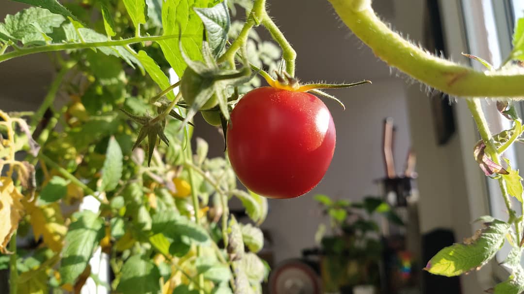 AlbaCeSandoval's tweet photo. #PracticandoAl100
#CompostandoAl100
Practicar los oficios de la huerta: sembrar, cuidad, hidratar para nuevos tomaticos cosechar.
🍅🌱♻️💚
#JuntosPodemos
#SoyEcoCiclo
#VamosAHacerloAl100 https://t.co/eOamWZm75v