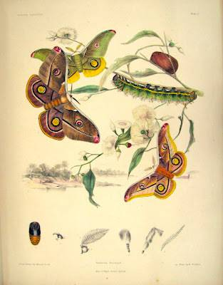 naticmartinez's tweet photo. Chuang Tzu soñó que era una mariposa. Al despertar ignoraba si era Chuang Tzu que había soñado que era una mariposa, o si era una mariposa que soñaba ser Chuang Tzu. https://t.co/3AE3Ibplfl