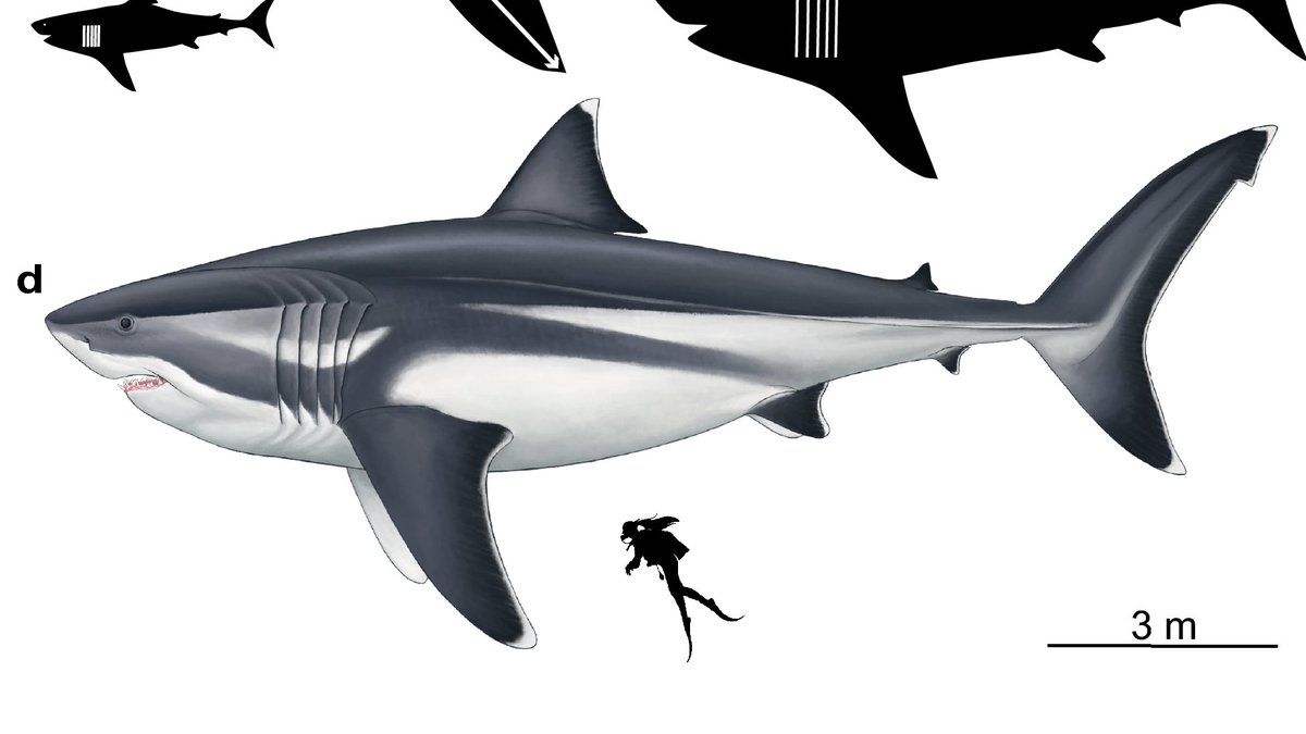 Un collar de oro con un diente de un tiburón prehistórico, conocido como  megalodón, fue encontrado entre los restos del Titanic gracias a un escaneo  digital. El collar permaneció en el fondo, image size:1200x675