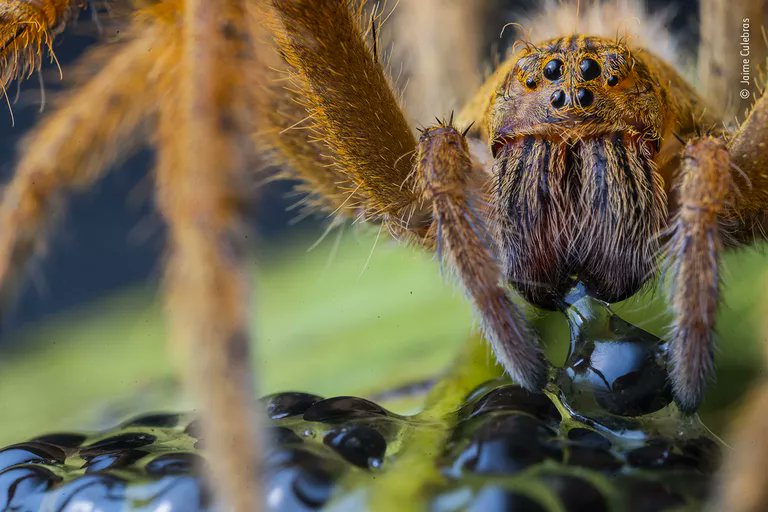 ZLI_Insects's tweet photo. ZLI supports the sciences of life &amp; light through the arts for animal welfare &amp; #wildlife #conservation. We love combining #photography/#film and #science to foster innovation, dialogue, &amp; collaboration worldwide.

Wildlife Photographer of the Year Contest https://t.co/pehRKtiEaG https://t.co/O2vQyW8rnn