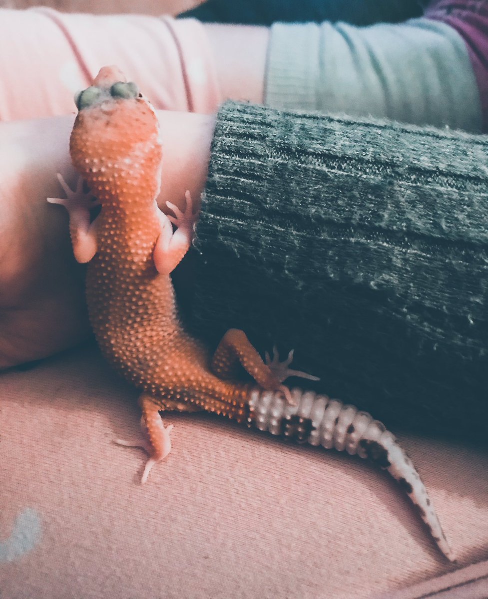 CraftyPinata's tweet image. He watches, he waits. 👁👄👁🦎