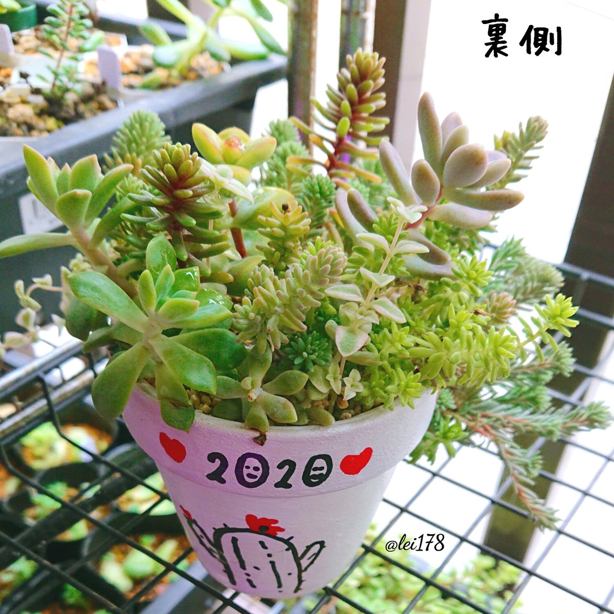 ちまちま多肉植物生活 ちまちま多肉植物生活