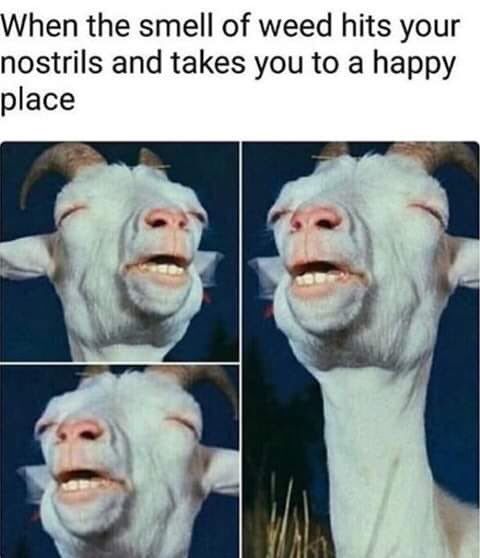 reefer_post's tweet photo. You ever feel like this? 😩💞

#ReeferPost #Mmemberville https://t.co/sZIMEtGBVa