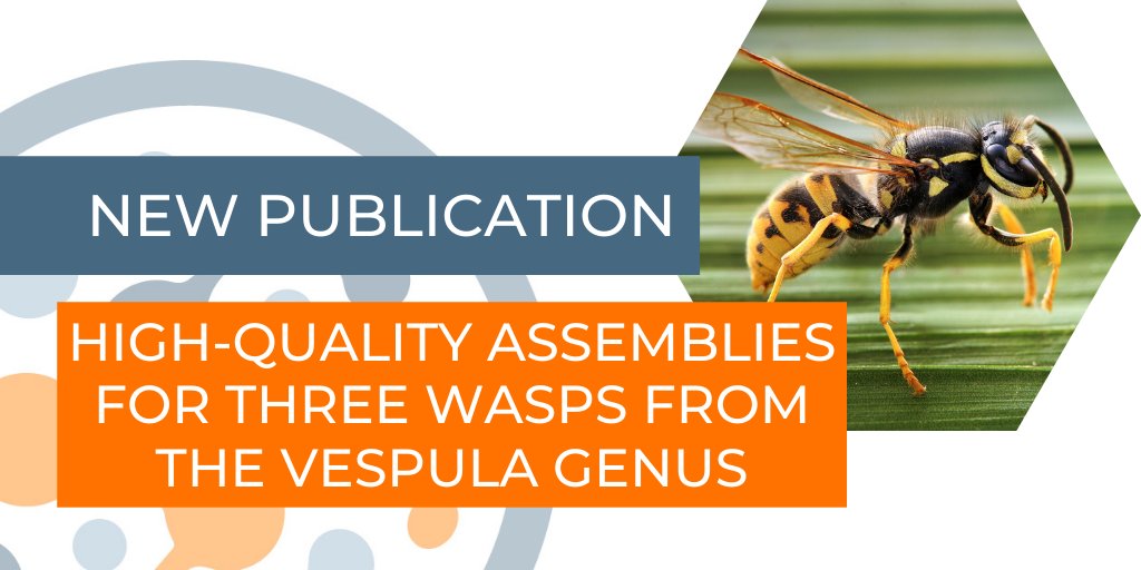 PhaseGenomics's tweet photo. Read the new paper on social #wasps and how assembling their #genomes will contribute to the future of pest control. Thank you to @tharrop_ and team! Learn more... https://t.co/jqxdP6qASX https://t.co/FbCmJjGyPX