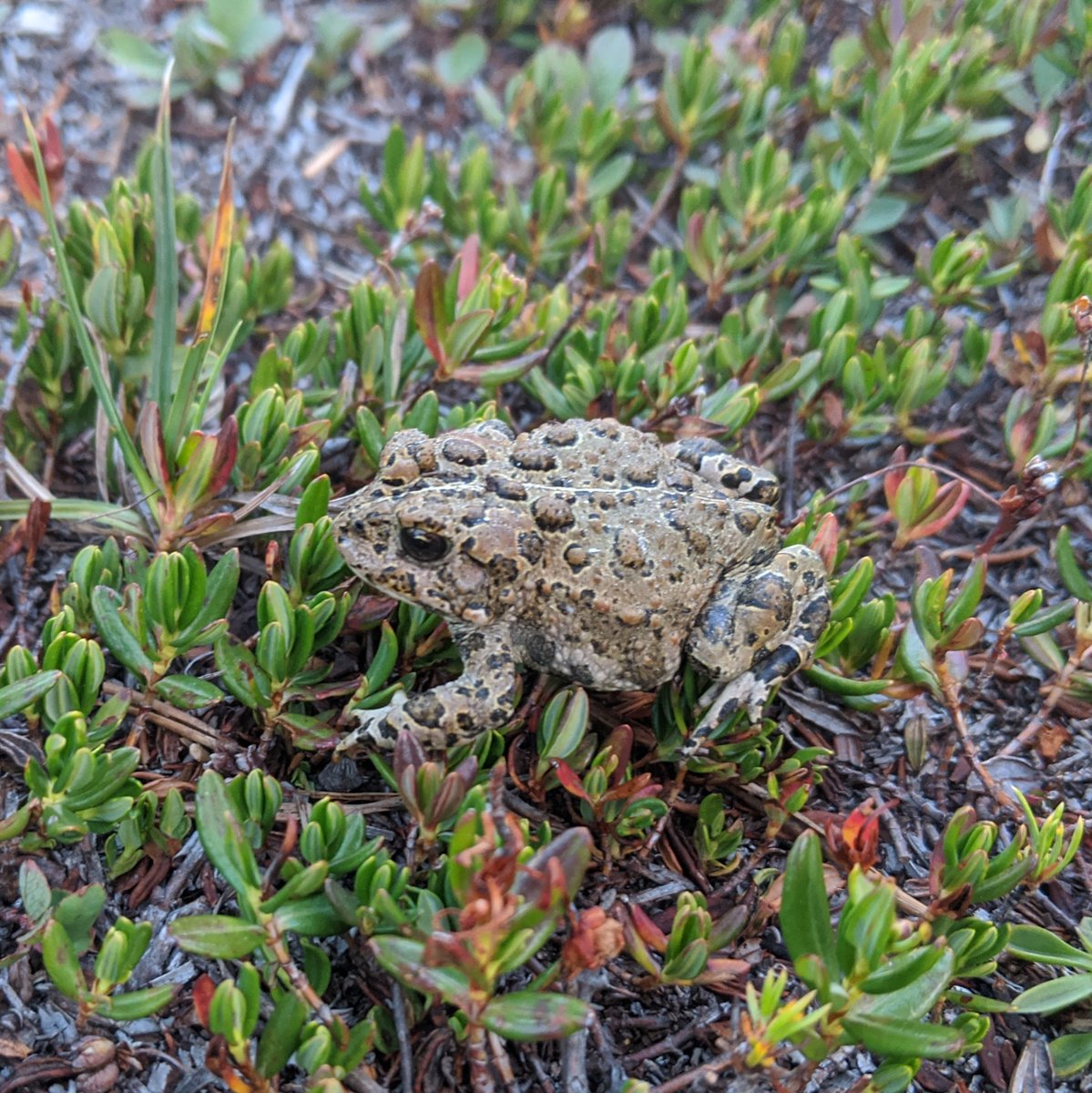 YosemiteNPS's tweet photo. On a quiet, early summer evening near a high-country lake in Yosemite, you may hear the musical trilling of a male Yosemite toad (Anaxyrus canorus) calling desperately for the attention of a female. These toads live up to the name “canorus" (Latin for “tuneful") with their song. https://t.co/DnZpyQROJ5