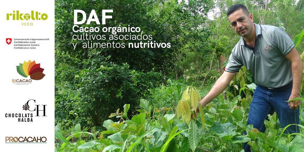 SICACAO1's tweet photo. ¡Fórmula perfecta!
Parcelas de cacao bajo Sistemas Agroforestales Dinámicos (DAF) garantizan la producción de #Cacao orgánico, cultivos asociados, alimentos de alto valor nutricional e ingresos.
@rikoltoLA , #Cosude, @HnHalba, #Procacaho, #SICACAO https://t.co/GGm0p6qKwo